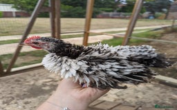 Chickens poultry for sale: FREE - Pure colour pekin bantam cockerels - Image 17