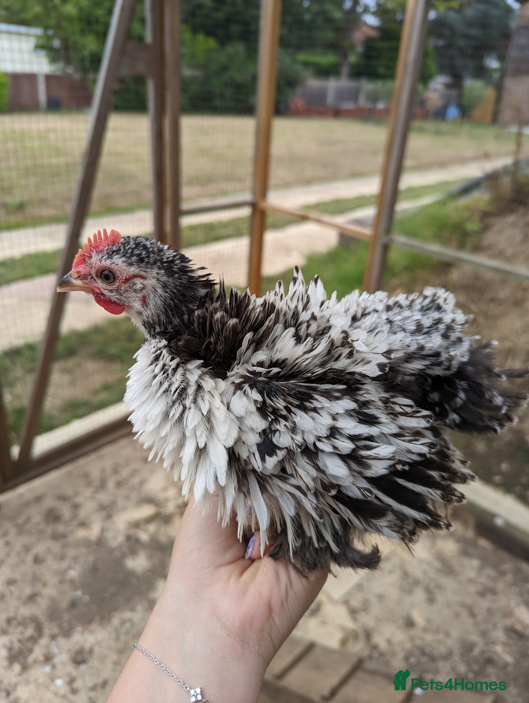 Chickens poultry for sale: FREE - Pure colour pekin bantam cockerels - Image 17
