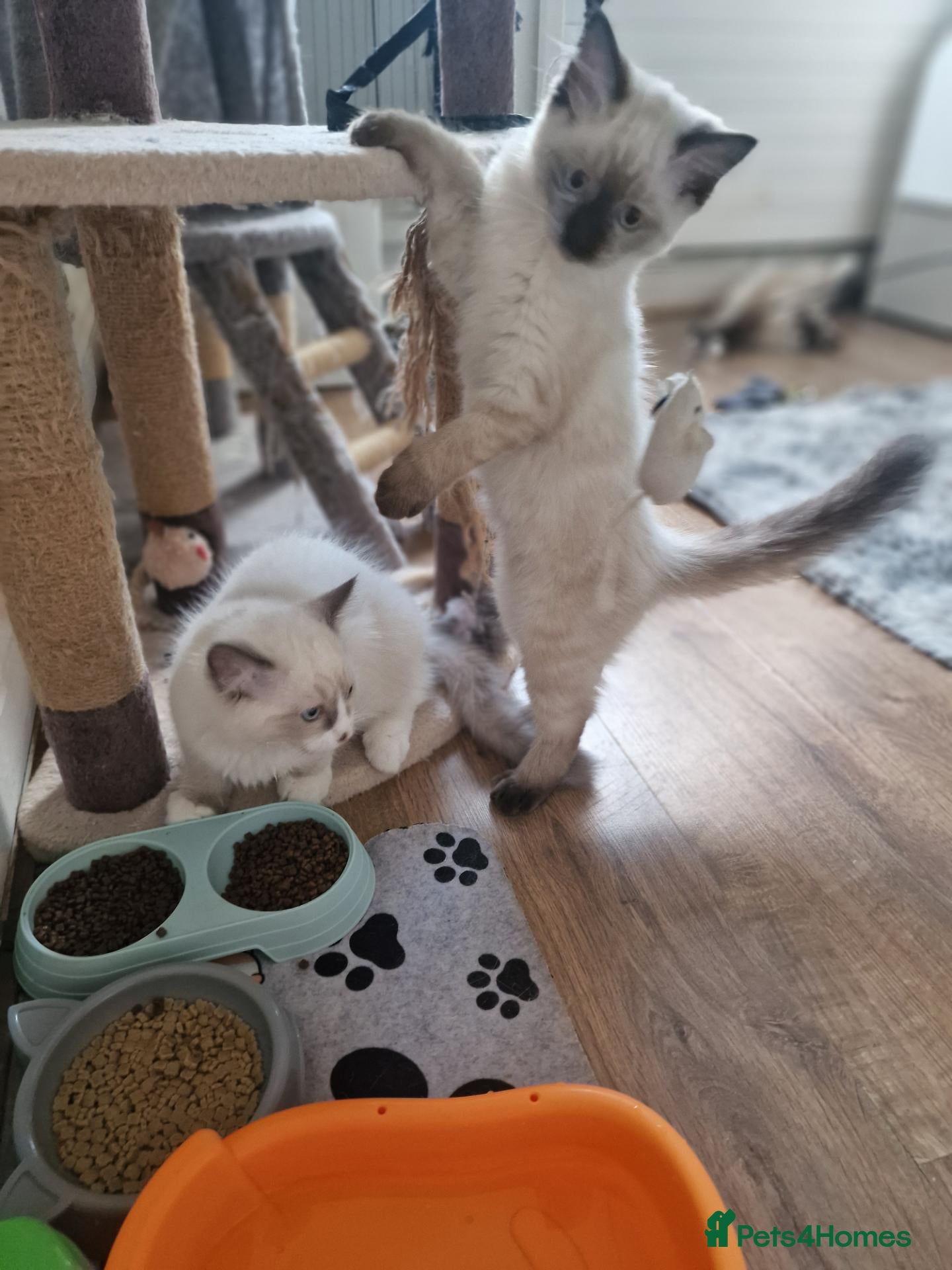 Ragdoll cats 1 male and 1 female Ragdoll kittens  - Advert 6