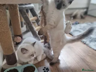 Ragdoll cats 1 male and 1 female Ragdoll kittens - Advert 6