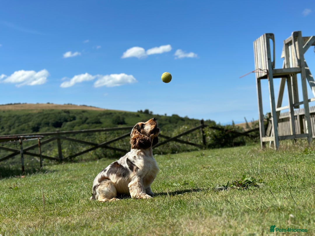 Cocker Spaniel dogs for sale: Fully Health tested show line cocker puppies  - Image 19