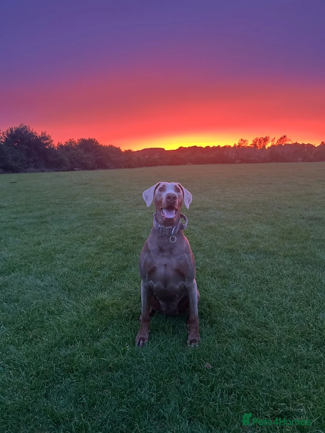 Dobermann dogs for sale: 15 month old Doberman for sale  in Chesterfield - Advert 2