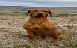 Labrador Retriever dogs for sale: Beautiful KC registered Fox Red Labrador Puppies - Image 8