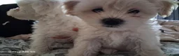 Bichon Frise dogs for sale: bichon  - Advert 6