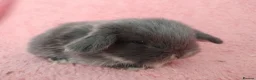 Mini Lop rabbits for sale: Baby mini Lops  for sale  - Advert 7