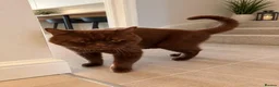 British Shorthair cats for sale: British Shorthair cat - Yogi, needs new home - Advert 3