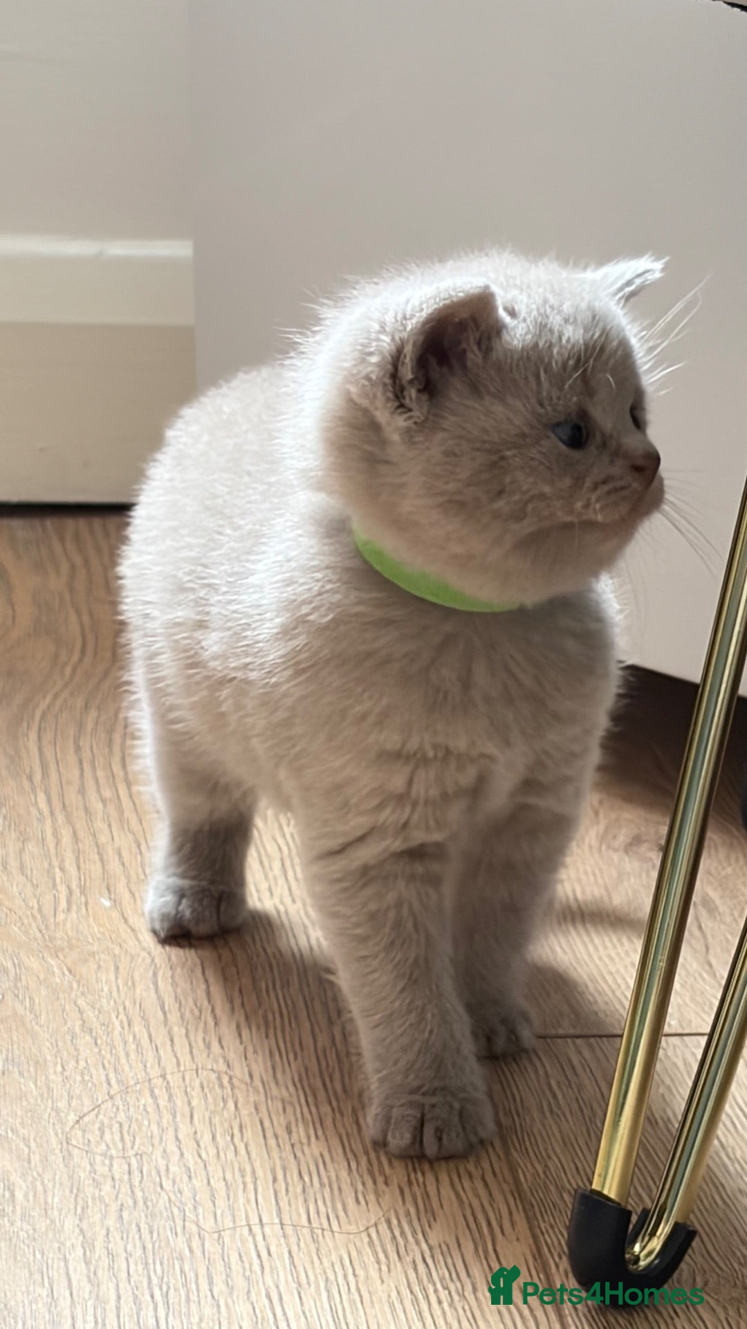 British Shorthair cats Cuteness beautiful British Shorthair kittens - Advert 3