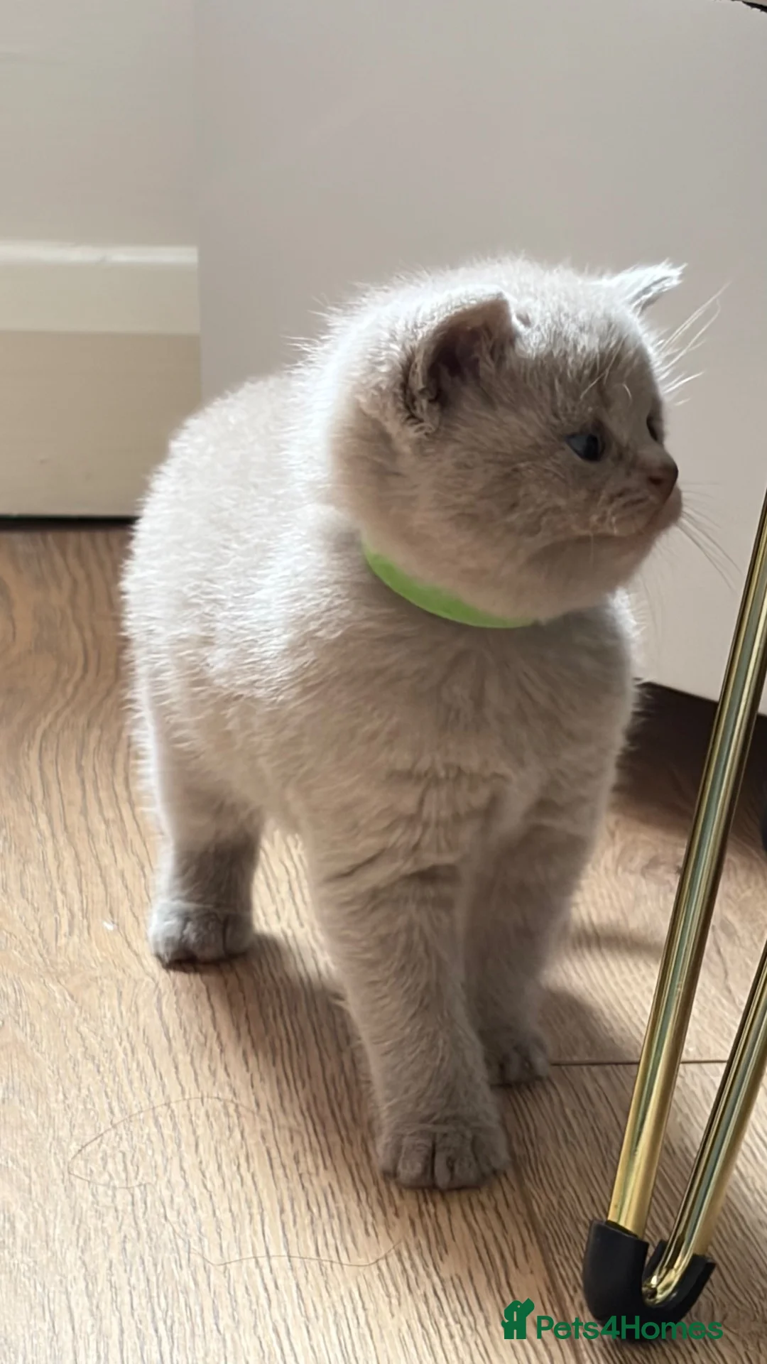 British Shorthair cats for sale: Cuteness beautiful British Shorthair kittens - Advert 1