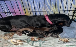 Miniature Dachshund dogs for sale: Miniature Dachshund Puppies  - Image 2