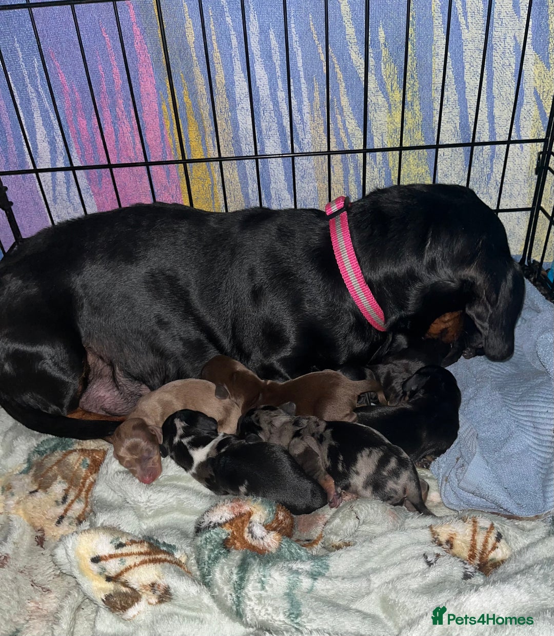 Miniature Dachshund dogs for sale: Miniature Dachshund Puppies  - Image 2