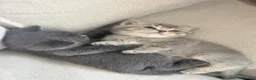 British Shorthair cats for sale: British shorthair x scottish fold kittens in London - Advert 12