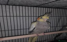 Cockatiels birds for sale: Beautiful cockatiels - Advert 9