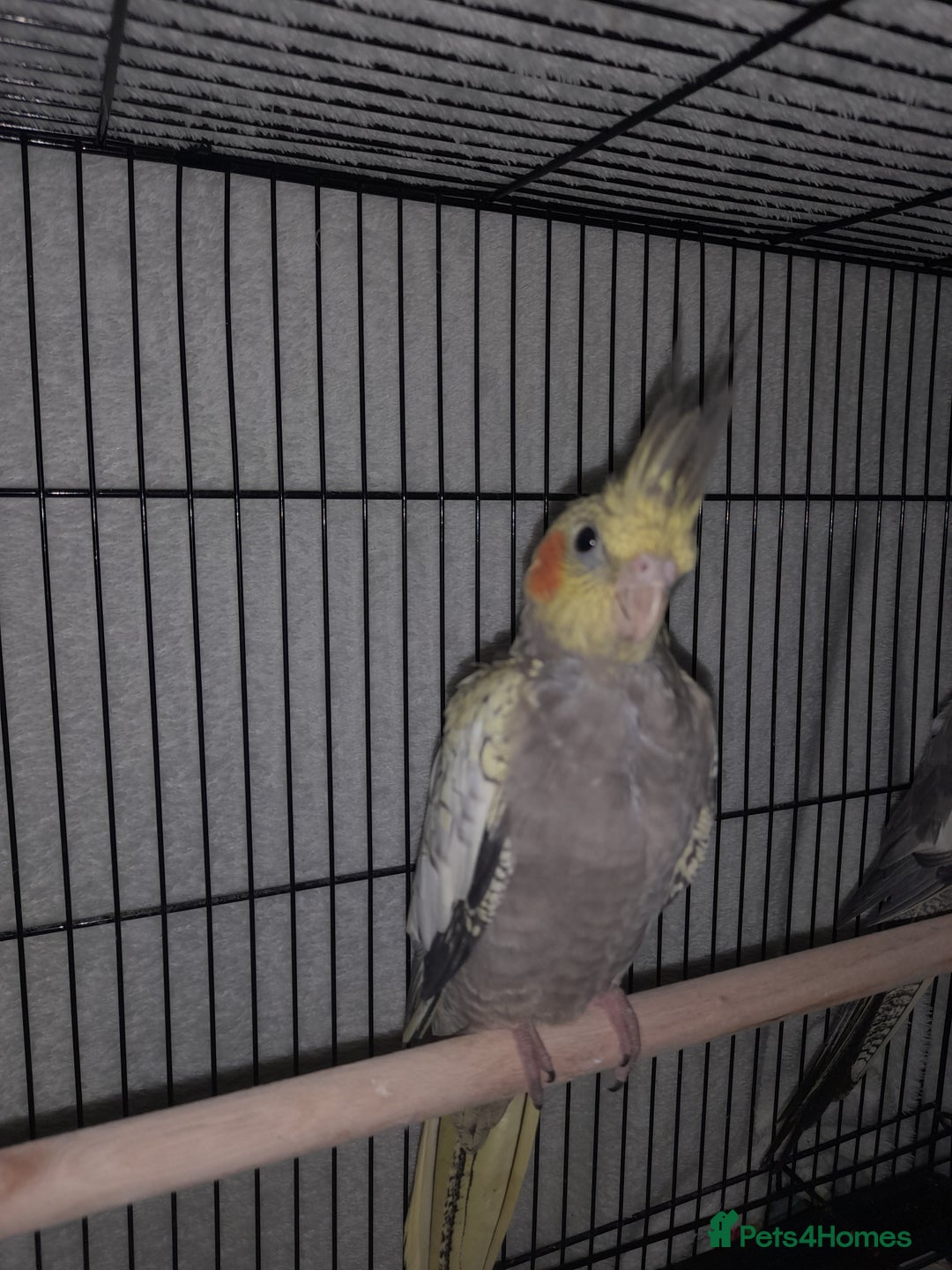 Cockatiels birds for sale: Beautiful cockatiels - Advert 9