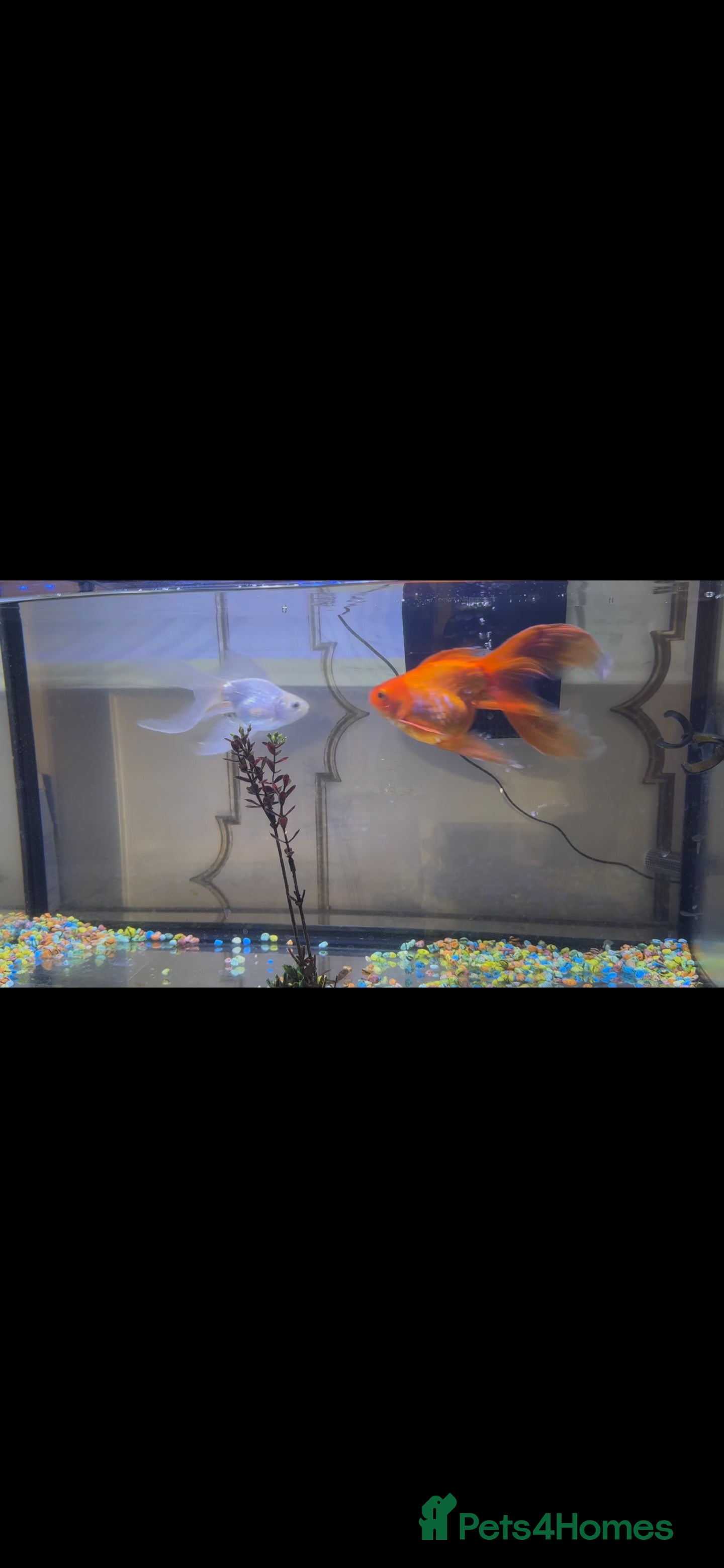 Goldfish fish Gold fish - Advert 2