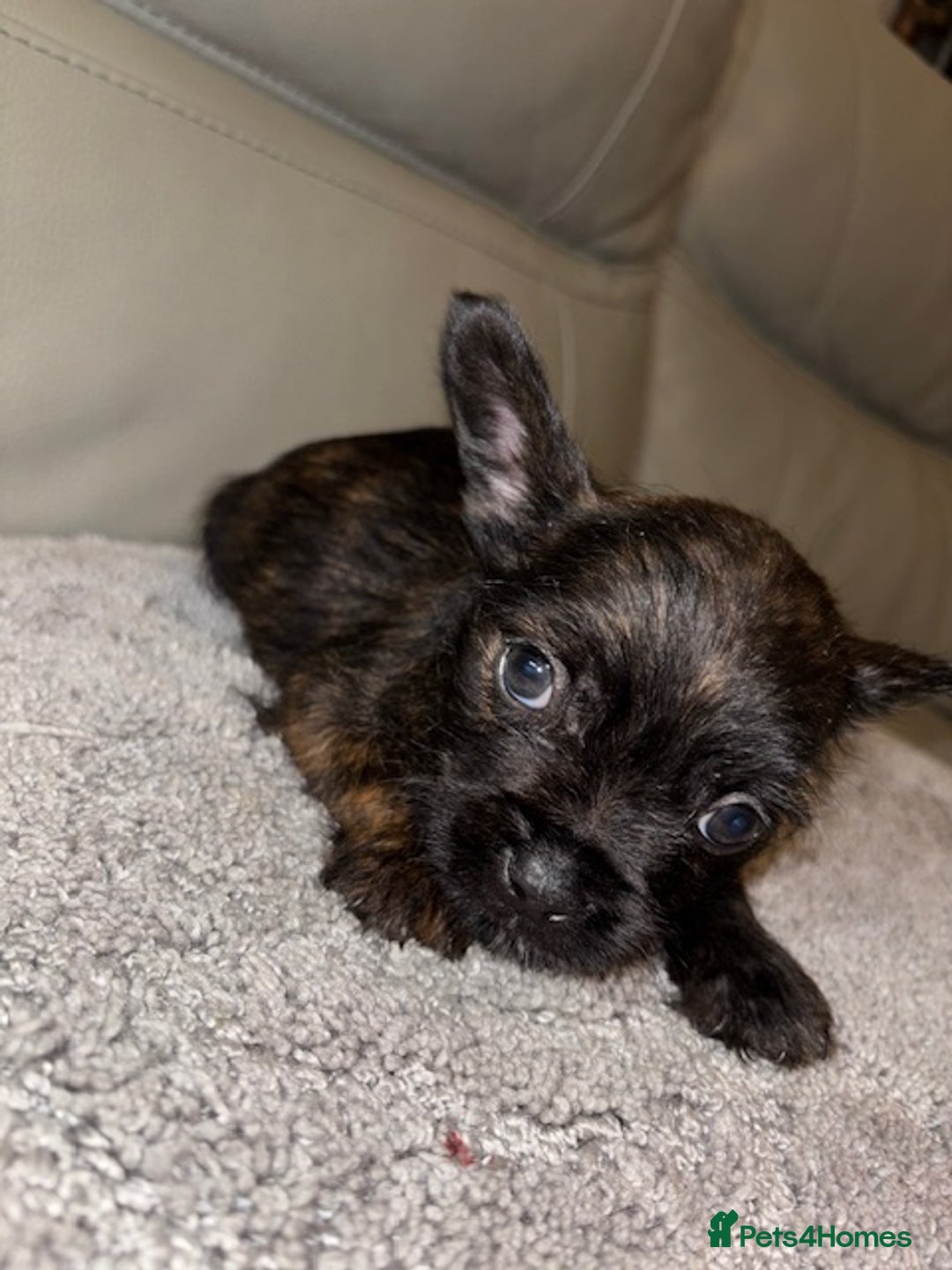 Mixed Breed dogs for sale: Rare Frenchie and Yorkie Mix litter - Image 24