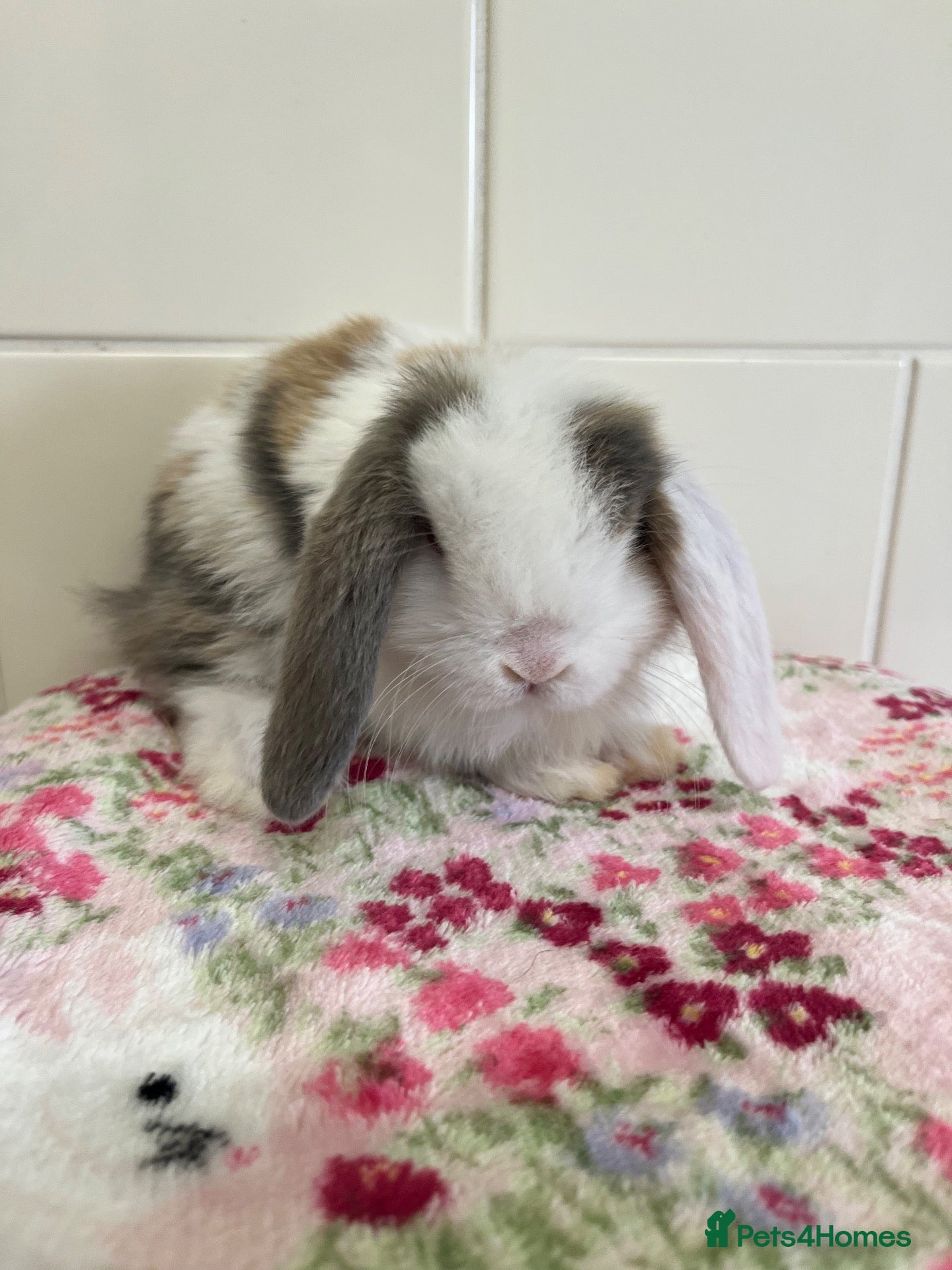 Mini Lop rabbits Beautiful litter of mini lops READY 22 Nd Sept  - Advert 2
