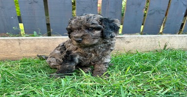 Cavapoo dogs - Advert 3