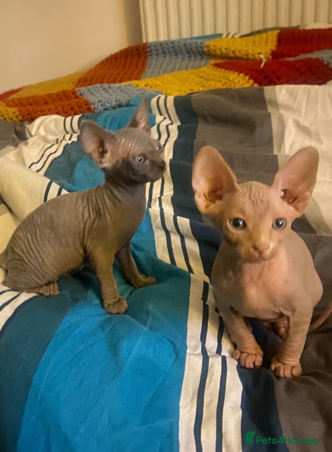Sphynx cats for sale: 3 adorable Sphynx looking for their forever home  - Image 4