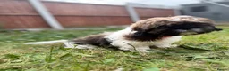 Shih Tzu dogs for sale: Shih Tzu puppies for sale  - Advert 3