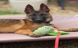 Belgian Shepherd Dog dogs for sale: 6x Malinois Puppies for Adoption - Image 1