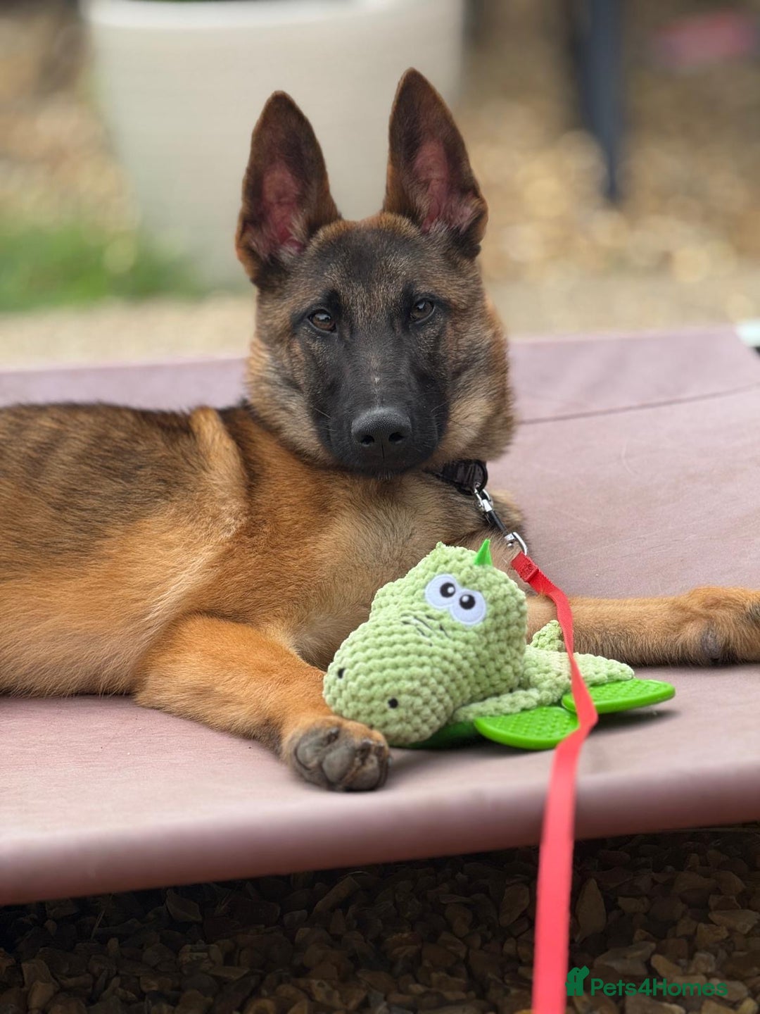 Belgian Shepherd Dog dogs for sale: 6x Malinois Puppies for Adoption - Image 1