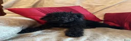 Bedlington Terrier dogs for sale: 7/8’s Bedlington x Whippet pups  in Darwen - Advert 4