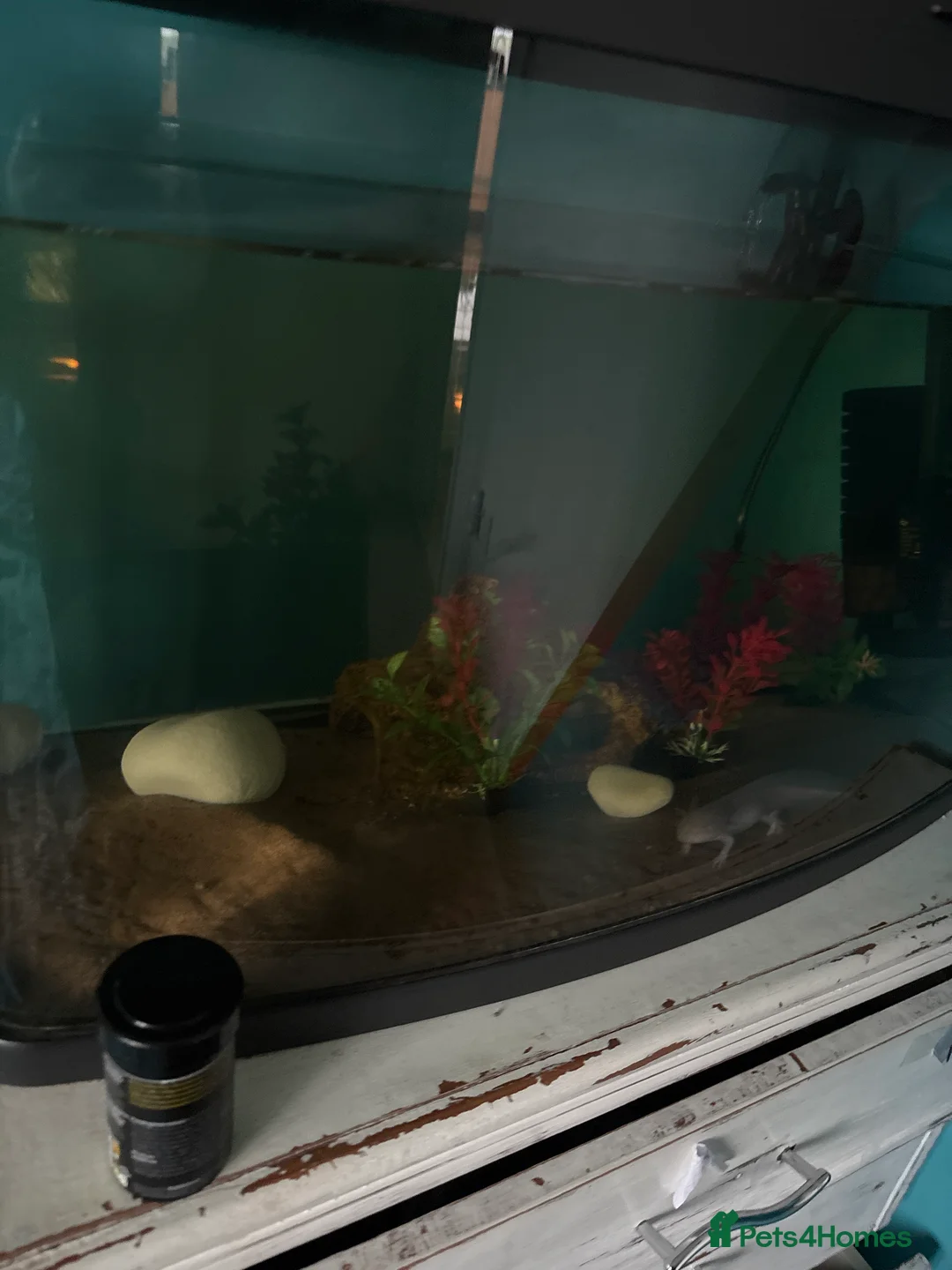 Axolotl reptiles for sale: Axololt  - Advert 2