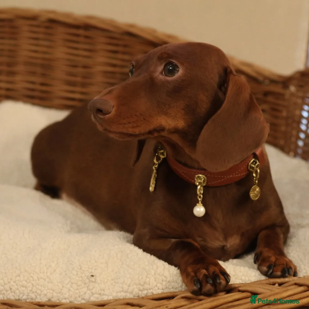 Miniature Dachshund dogs for sale: 2Lovely Girls+Great with Kids+Dogs+Pet Homes Only - Advert 5