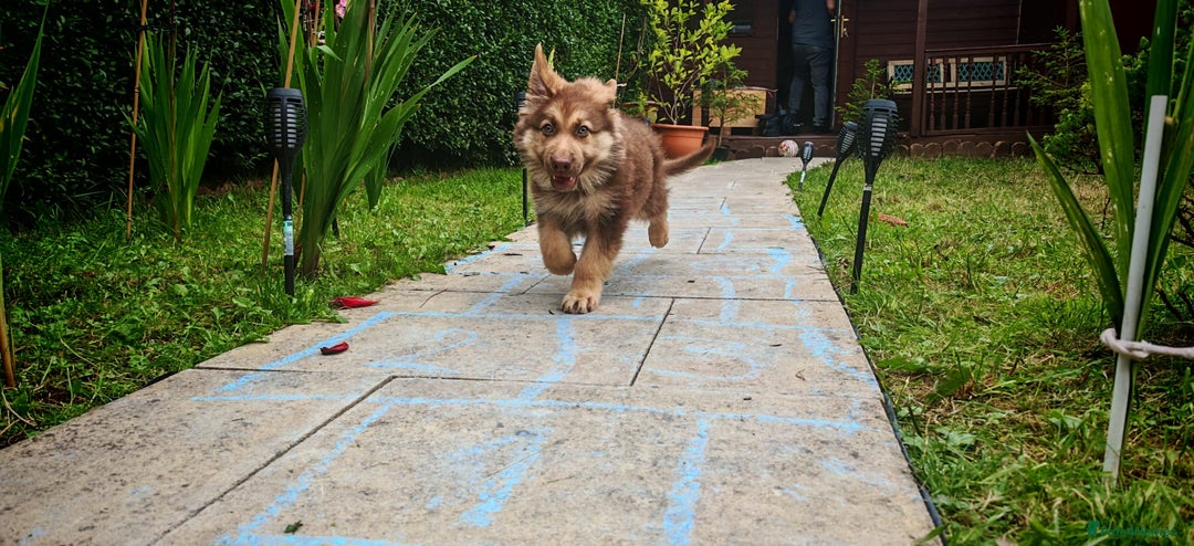 German Shepherd dogs for sale: German sheperd puppy - Image 1