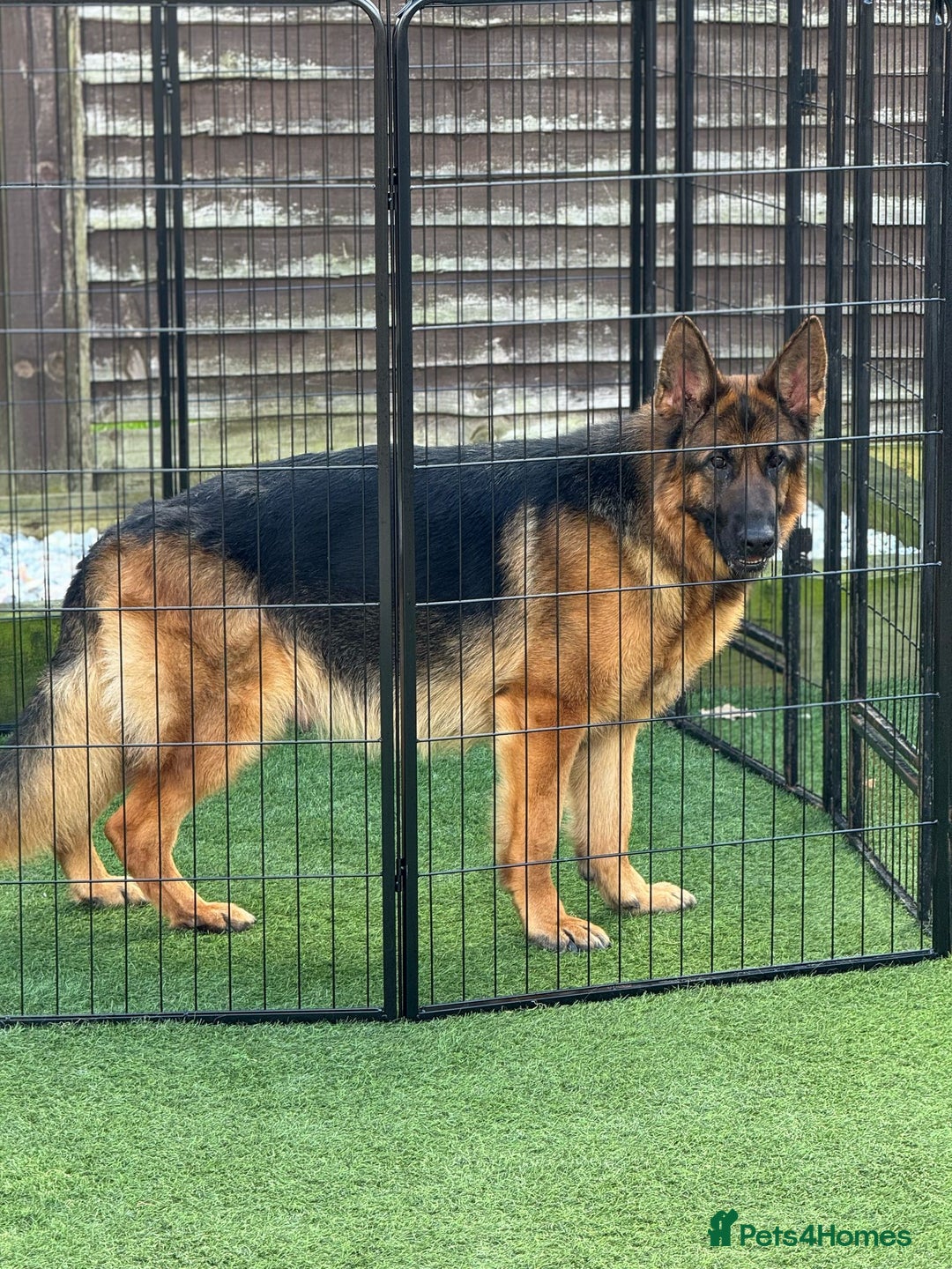 German Shepherd dogs for sale: Gorgeous German Shepherd Female for loving home - Advert 9