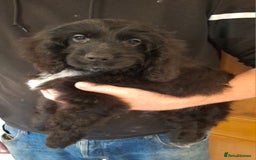 Cockapoo dogs for sale: Health tested show type cockapoo pups, fully vac.  - Image 9