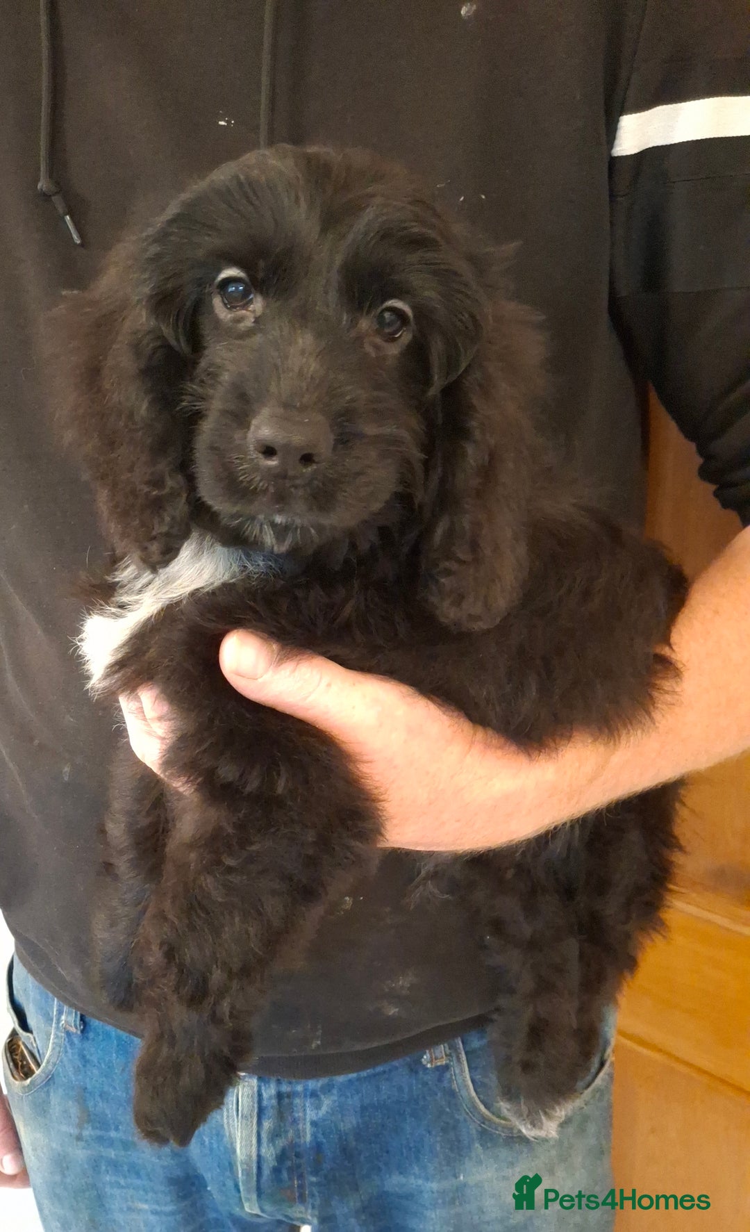 Cockapoo dogs for sale: Health tested show type cockapoo pups, fully vac.  - Image 9