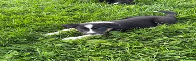 Border Collie 4