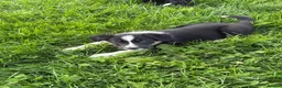 Border Collie dogs for sale: Border collie puppies - Advert 5