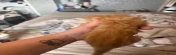Domestic Shorthair cats for sale: Kittens for sale  - Advert 13