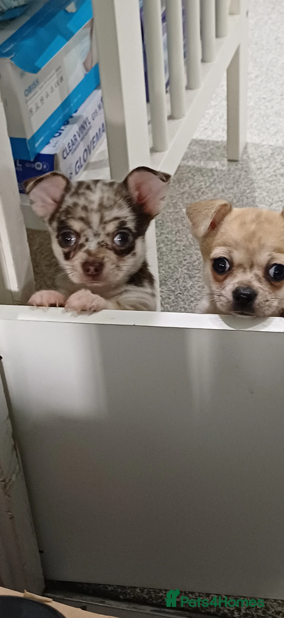 Chihuahua dogs for sale: Chihuahua Puppies 🐶  in Gloucester - Advert 1