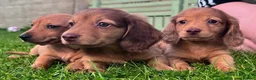 Miniature Dachshund dogs for sale: Red long hair miniature daschund puppies - Advert 15