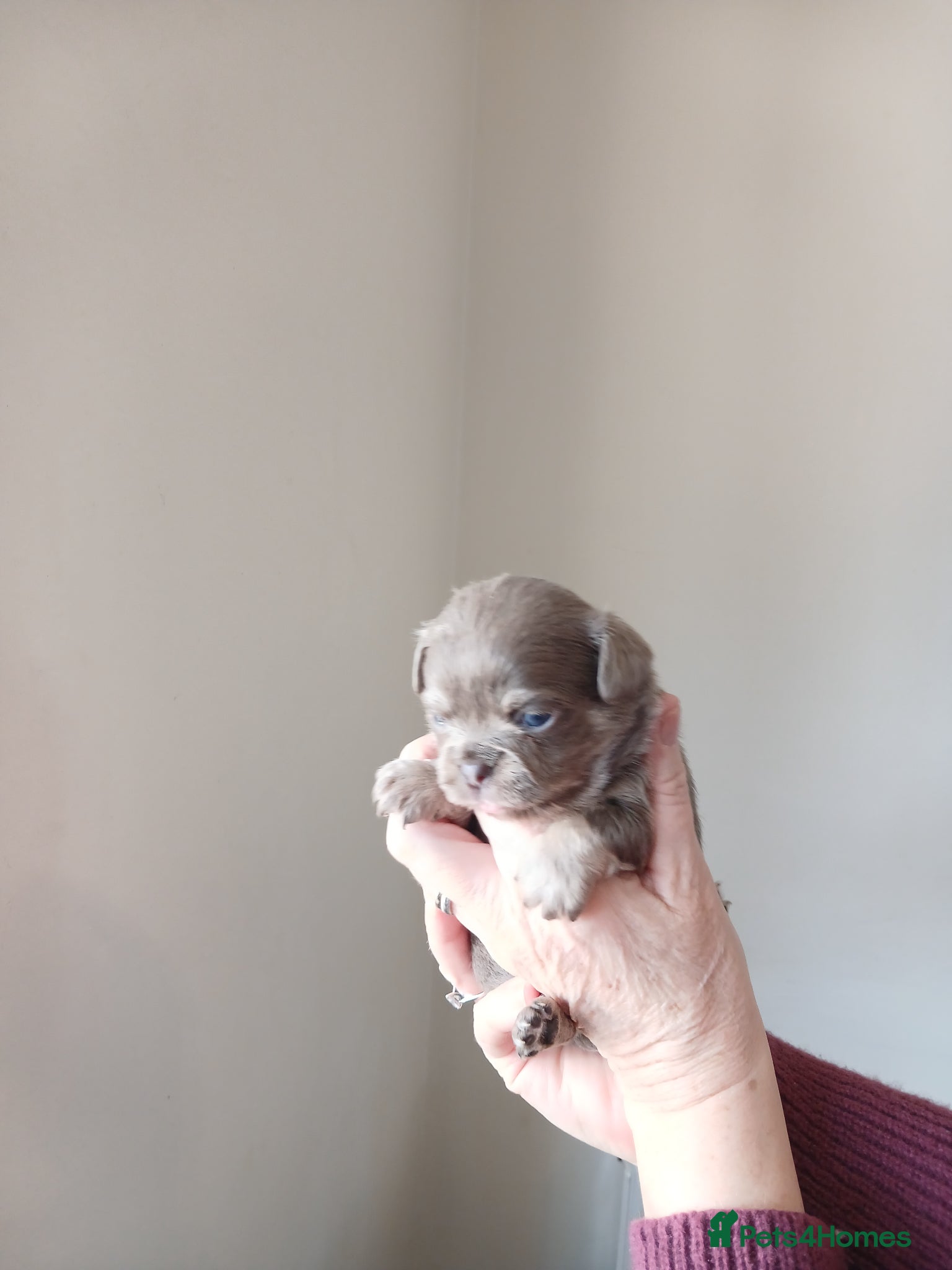 Chihuahua dogs  ❤️KC REG LONG COAT STUNNING PUPPIES❤️ - Advert 2