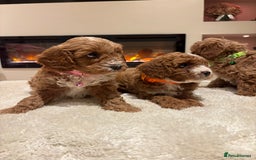 Cavapoo dogs for sale: Outstanding F1B Cavapoo puppies - Image 19