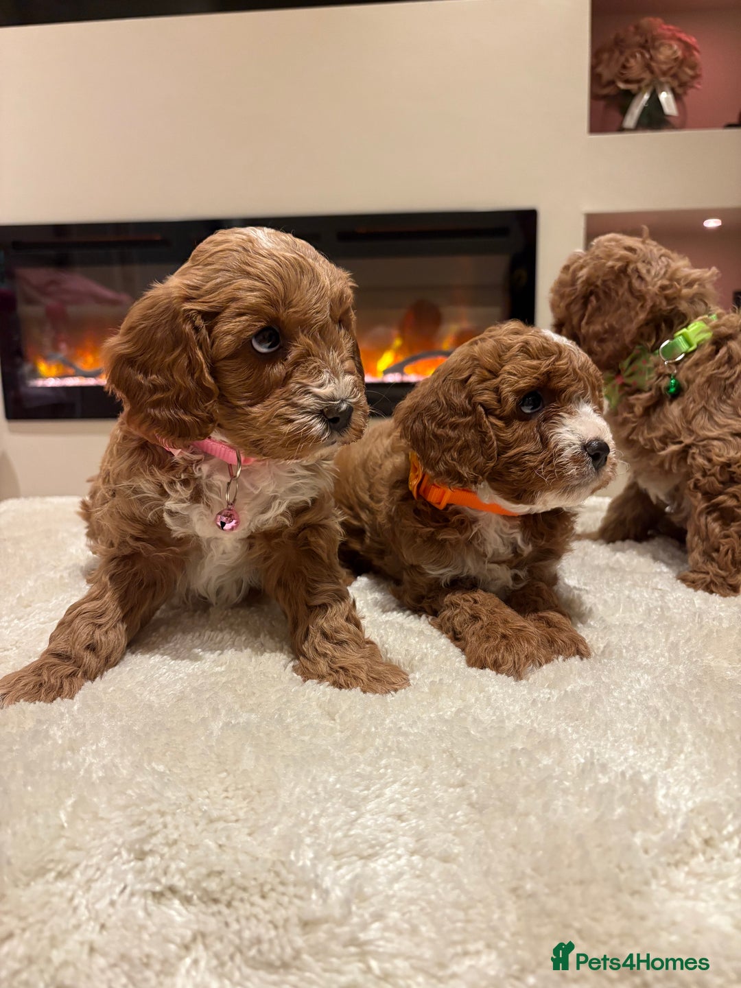 Cavapoo dogs for sale: Outstanding F1B Cavapoo puppies - Image 19