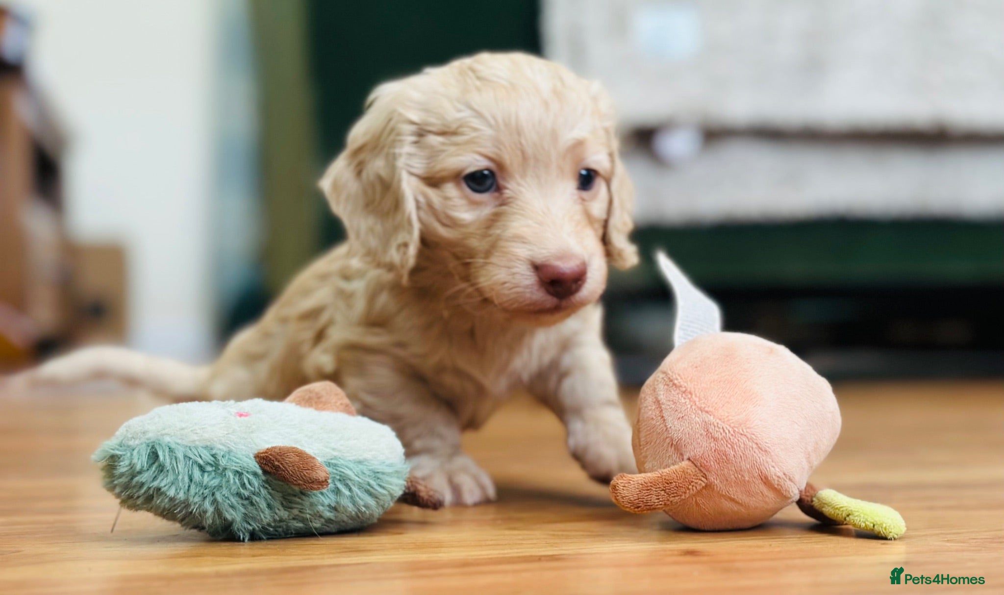 Miniature Dachshund dogs Stunning KC Cream Long Haired Miniature Dachshunds - Advert 5