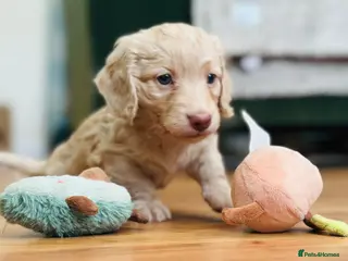 Miniature Dachshund dogs Stunning KC Cream Long Haired Miniature Dachshunds - Advert 5
