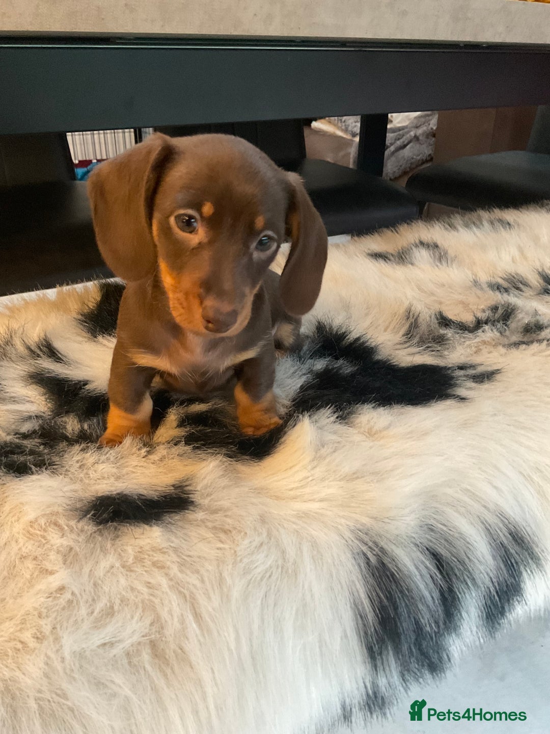 Miniature Dachshund dogs for sale: Miniature dachshunds  - Advert 4