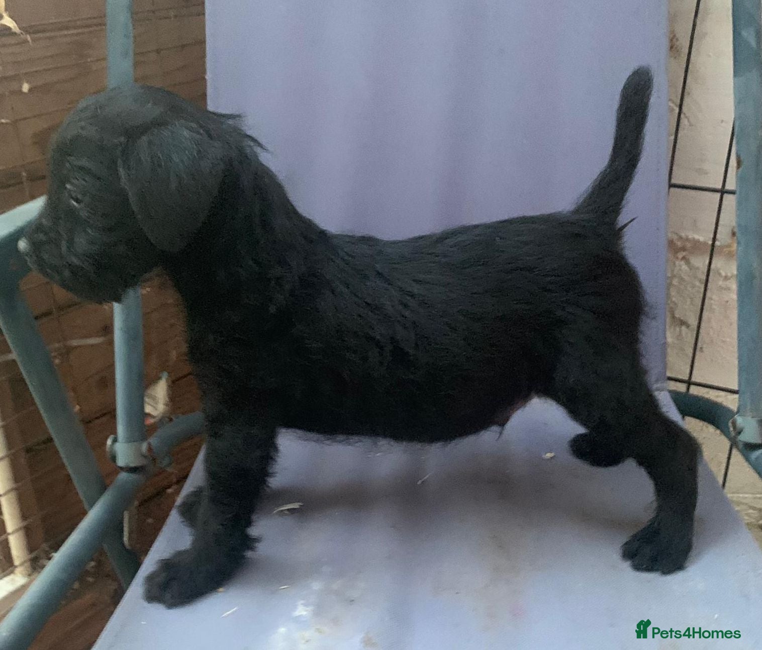 Patterdale Terrier dogs Patterdale terrier puppies  - Advert 4