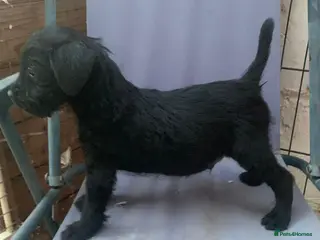 Patterdale Terrier dogs Patterdale terrier puppies - Advert 4