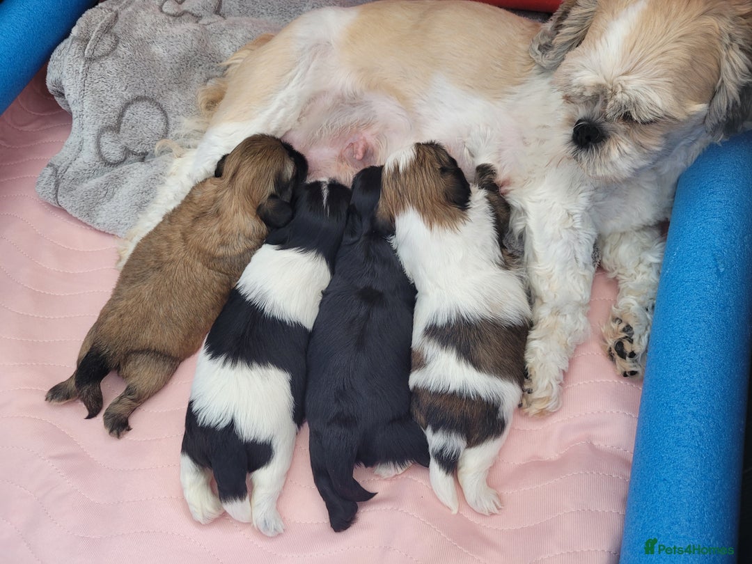 Shih Tzu dogs for sale: Beautiful Shih Tzu Puppies - Image 15