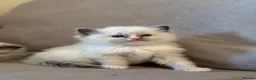 Ragdoll cats for sale: Exceptional Quality Ragdoll Kittens  - Advert 5