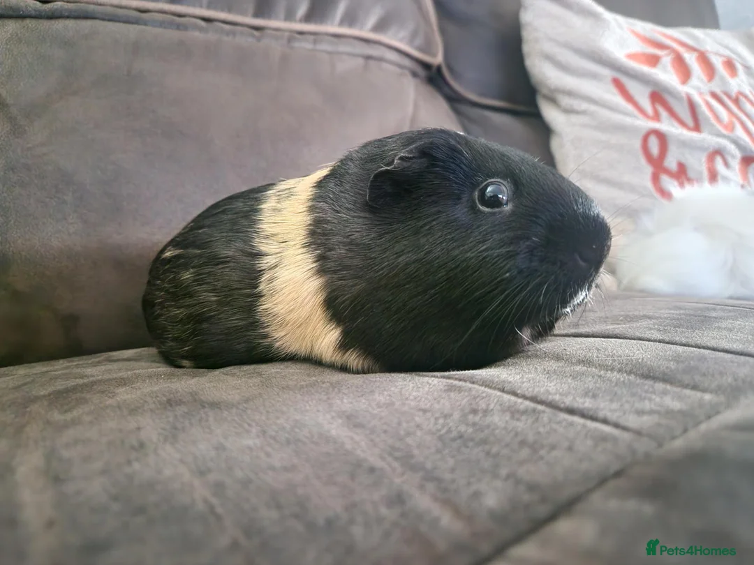 Guinea Pig rodents for sale: Bonded pair of female guinea pigs - Advert 2