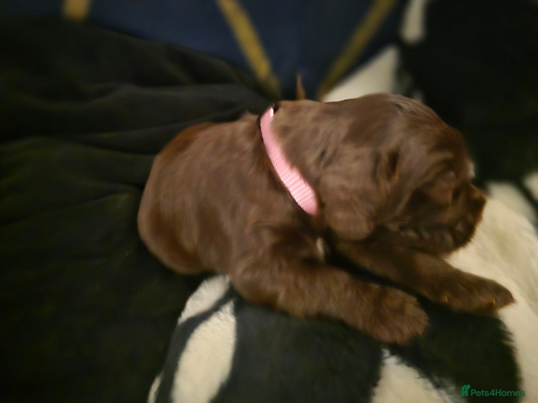 Cocker Spaniel dogs for sale: Cocker spaniel puppies - Image 19