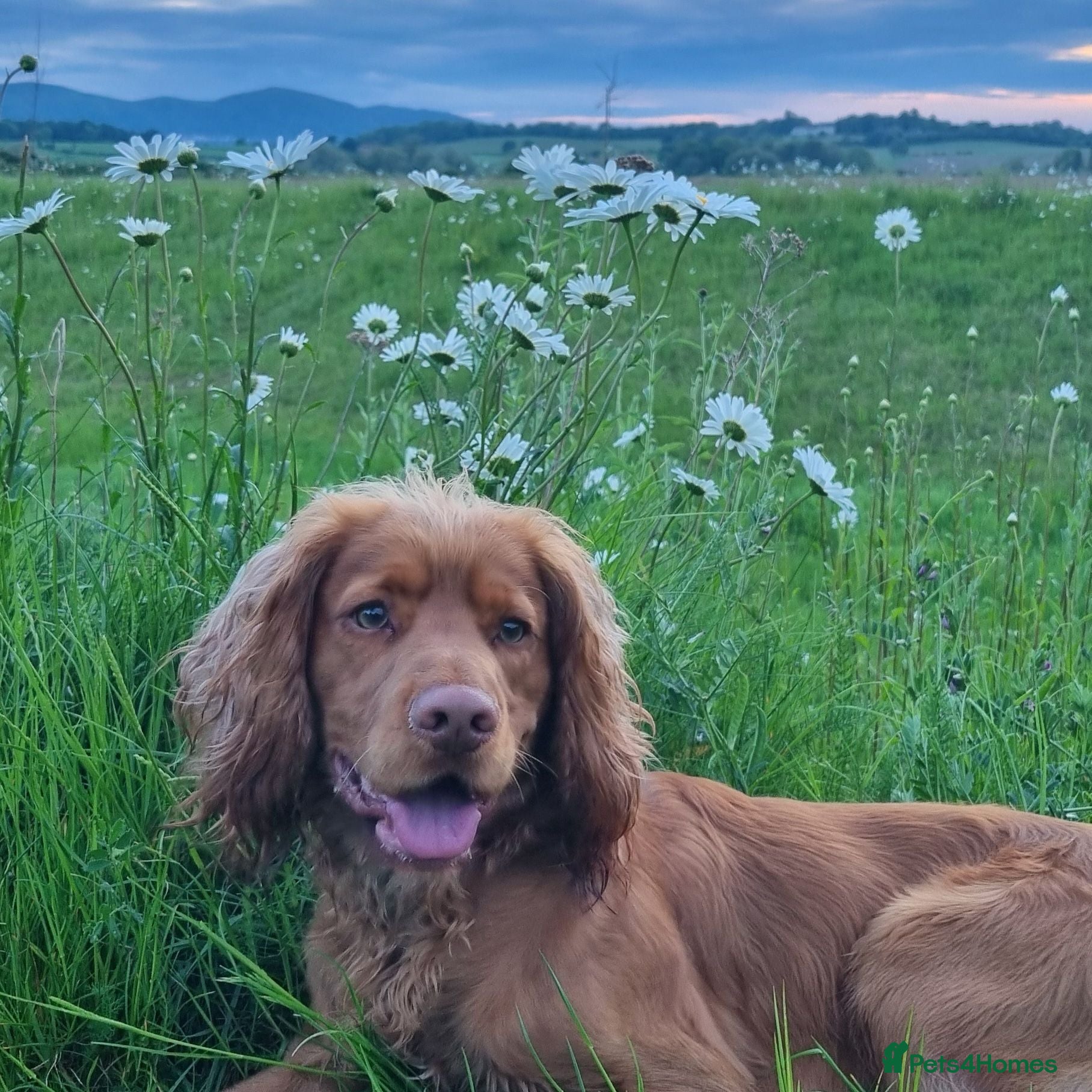 Cocker Spaniel dogs 4 year old cocker spaniel  - Advert 2